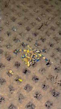Blue-Ringed Octopus Mating: A D3adly Love Story