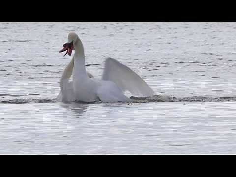 Swans fighting it out for territory in vicious Battle