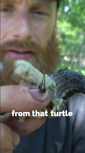 Eating pet store turtle from the wild.