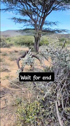 Thrilling Traditional Bow and Arrow Hunting by the Hadza Tribe.#shortvideo #villagelife