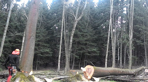 High-Efficiency Techniques for Tough Ash Tree Removal