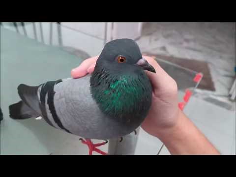 Cute Lovely Pigeon Pet