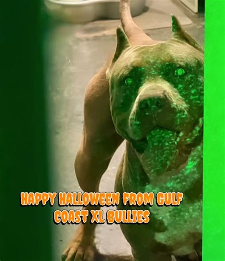 Gypsy says Happy Halloween!!!🎃 👻💀#halloween #bullylife #gulfcoastxlbullies #gatorheadbullies #xlamericanbullies #letsplay #scary #trickortreat | Gulf Coast XL Bullies