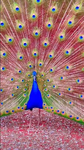 A Peacock is Opening it's Feathers #peacock #feathers #peafowl