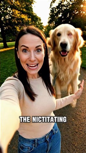 Why Dogs Have a Third Eyelid 👍 #shorts #pets #animalintelligence #yourpet