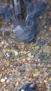 4M views · 53K reactions | Catfish Absolutely Destroys Pigeon  #catfish #fishing #underwater #fish #underwaterworld #fishingvideo #giantfish #rivermonster #catfishvspigeon | Underwater World | Facebook