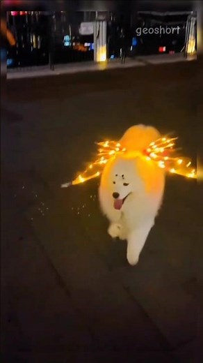 This White Husky Is Too Stunning to Be Real 😭❄️🐶