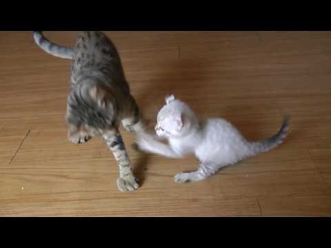 A Rare Exotic Small Lynx Kitten Fights big Cats