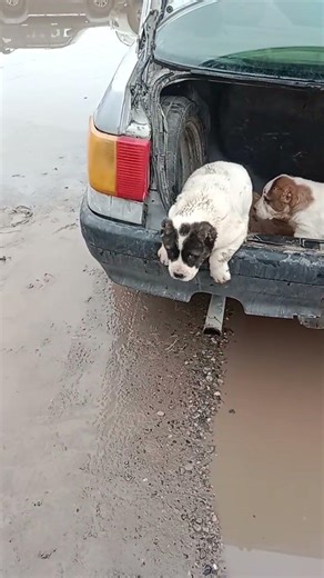 #"Escape Plan"#dogs#cats#and other animals#real stories#about different things#on the pet market#