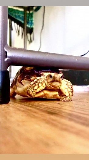 Embrace the derp…. #tortoise #turtle #reptile #reptiles #socute #sulcata #sulcatatortoise #tortoises #awwww #turtles #pet #tortoiselife #tortoiselove #pets #animals #aww #nature #animal #cutenessoverload #cuteness #toocute #lmao #haha #tortuga #babytortoise #derp #lol #sulcatalover | Tucker The Tiny Tortoise