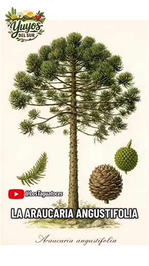 Araucaria angustifolia (Pino Paraná) #fyp #trending #foryoupage #foryou #fypシ