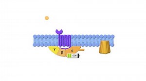 clip-1111018531-drug-receptors-ligand-g-protein-receptor-effector-protein