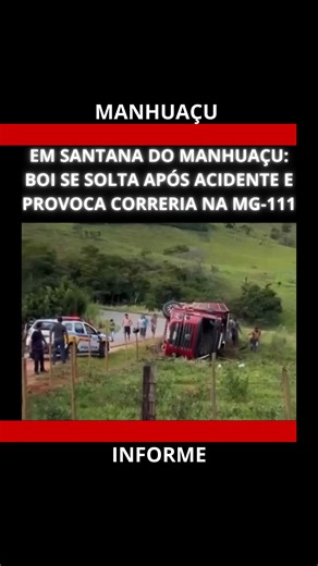 MANHUAÇU INFORME on Instagram: "BOI SE SOLTA APÓS ACIDENTE E CAUSA CORRERIA NA MG-111 🐂🚨 Um vídeo que circula nas redes sociais mostra cenas de tensão na MG-111, em Santana do Manhuaçu. Após um acidente envolvendo uma carreta boiadeira, um boi se soltou e passou a correr atrás de pessoas que estavam no local. O acidente aconteceu no fim da tarde deste domingo (4), na região da Serra da Rapadura. Pessoas que ajudavam no resgate dos animais foram surpreendidas pela atitude do boi, provocando cor