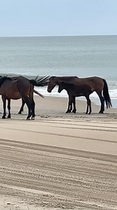 Corolla wild horses #corolla #horses | Outer Banks