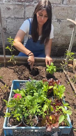 ¿Quieres comenzar tu propio huerto pero no sabes por dónde empezar? Este sábado 15 vive una clase práctica única: “Mi Primer Huerto Ecológico” 🌱 Aprenderás a: ✨ Diseñar y organizar tu huerto según el sol y el espacio disponible. 🌿 Usar abonos orgánicos y preparar el suelo correctamente. 🌼 Crear asociaciones de cultivos y corredores biológicos que atraen vida al huerto. 🪴 Y realizaremos juntos almácigos de temporada y trasplantes en un huerto de verano. 📍 Presencial en La Reina (con estacion