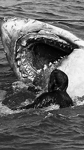 50 years later, and people are still talking about it for a reason. Discover how Jaws changed cinema forever. Jaws @ 50: The Definitive Inside Story is now streaming on Disney | National Geographic Australia