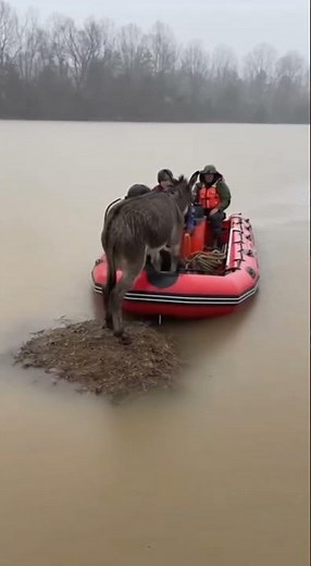 Donkey Trapped After Flood Rescued! 🐴⛑️ HEARTSTOPPING Rescue Caught on Camera #DonkeyRescue #Viral
