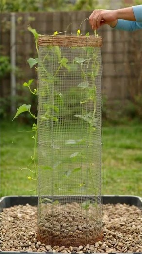 cucumber curtain tower timelapse 🥒🧵 #shorts #timelapse #gardening