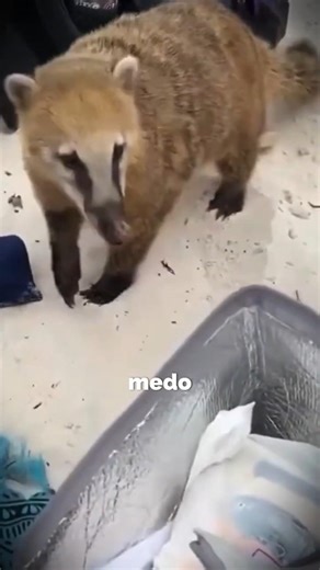 O "GUAXINIM BRASILEIRO" É BIZARRO