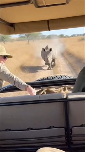 "rhinosour attack😬😲" #rhino #wildlife #shorts