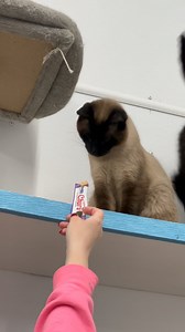 Ernesto has fallen for cat liquid gold 🤤🐾💙 #tasty #yum #getinmybelly #ernesto #adorable #catlovers #cats_of_world #furballfarm #catlife #catsanctuary #furballfarmcatsanctuary | Furball Farm Cat Sanctuary