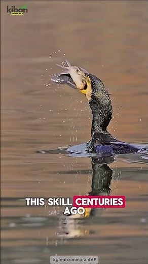 The Bird That Works as a Fisherman 🐦🎣