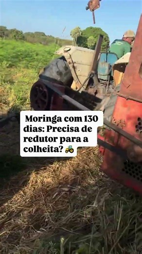 Colheita de Moringa com 130 dias: veja como funciona! 🌿 #moringa