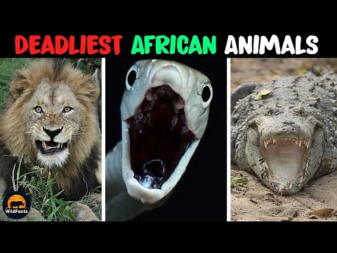 10 Deadliest Animals in Africa