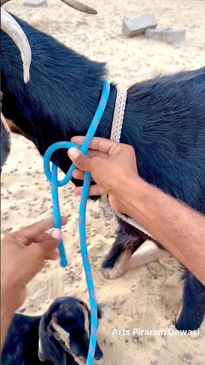 The Ultimate farmer’s knot! 🐐How to tie a goat safely without choking!!! !