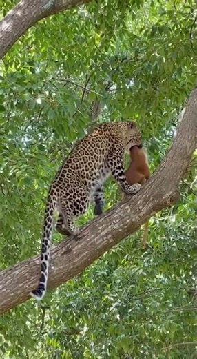 Leopard Dragging Prey Up Tree | Incredible Jungle Strength | Rescue & Release