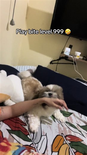 Shih Tzu Play Biting: Understanding the Behavior