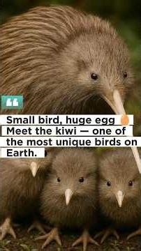 Small bird, huge egg 🥚Meet the kiwi — one of the most unique birds on Earth. #animals