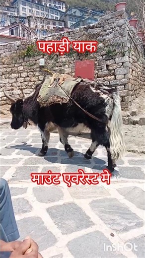 yaak #vairalshort #travel #minivlog