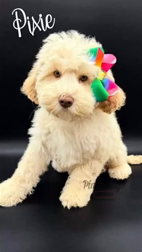 Check out these beautiful 👀 ! Pixie is a delightful Australian Labradoodle! her sweet personality and gentle weight of playing makes her everybody’s favorite. And she is a good listener… You can tell by the way she looks at you with those beautiful eyes. And the best thing about it is, she never shares the secrets you tell her! She will grow to be 25 to 30 pounds. She is currently sleeping in a crate through the night. She uses a doggie door to do her doggy business. Most people do not have dog
