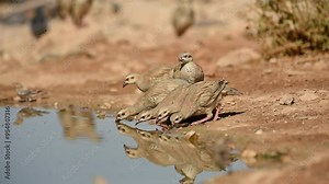 Flock of Chukar partridges (Alectoris chukar) drinking water in the desert