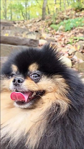 OMG 💕💛 #pomeranian #cutedog #MaverickThePomeranian