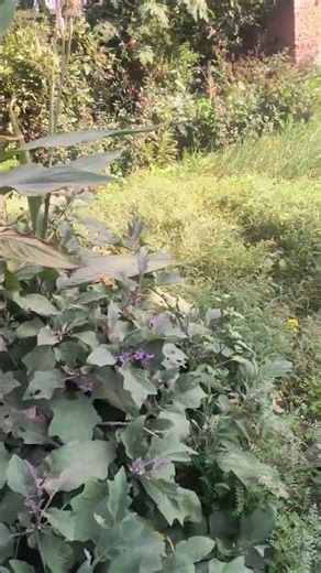 I Tried Cooking Trends From the 1800s