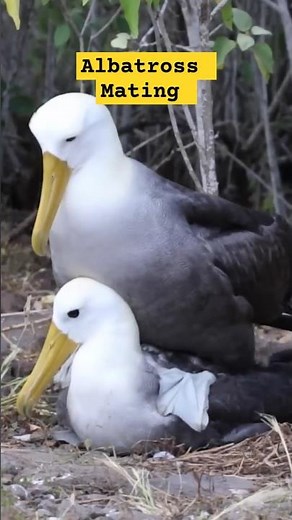 Albatross Mating: The Fascinating Ritual of True Love