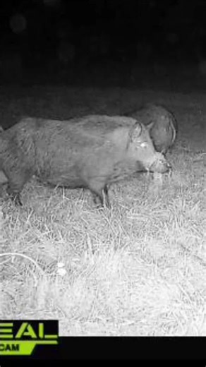 Pigs are a problem song #jesus #funny