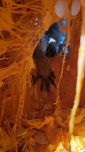 An exclusive inside look 👀 😬 By Katie Atwater 😆 WildThingsFC.org | Wild Things