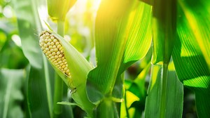 Opinion: It's time to end fake news about GMO foods being unsafe