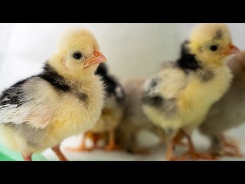 LIVE Tiny Baby Chickens Just Hatched! 1 Week Old