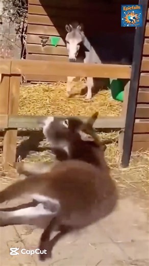 Epic Fails Vol 333 😅😂 #epicfails #funny #hilariousfails #comedyshorts #memes #comedia #comedy