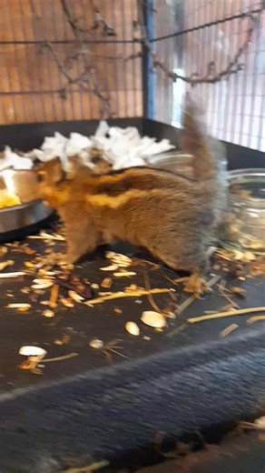 5.9K views · 322 reactions | Alvin and his cheerio | Martin Critchlow | Facebook