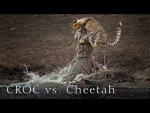 Crocodile Attacks Cheetah Cub - NO CHANCE to escape