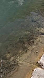 The amazing life of parrotfish swimming and eating in the ocean coral reefs