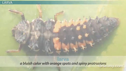 Ladybug Lifespan | Stages, Metamorphosis & Anatomy
