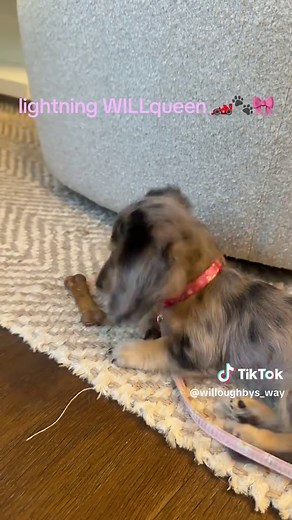 Dapple Dachshund Puppies: Adorable and Playful Companions