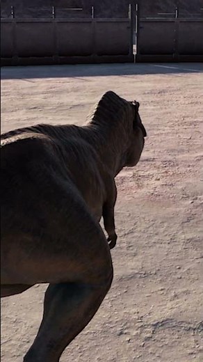 T Rex vs Carnotaurus