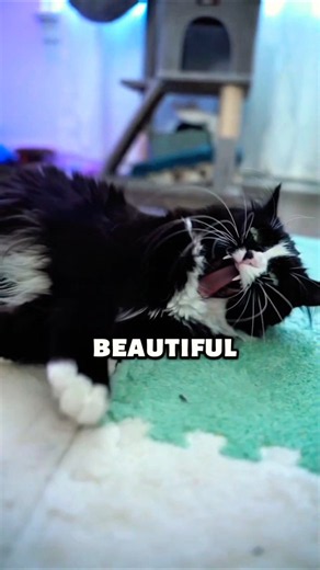 The Most Beautiful Cat Breeds You’ll Ever See ✨• #shorts